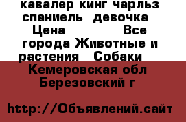  кавалер кинг чарльз спаниель -девочка › Цена ­ 45 000 - Все города Животные и растения » Собаки   . Кемеровская обл.,Березовский г.
